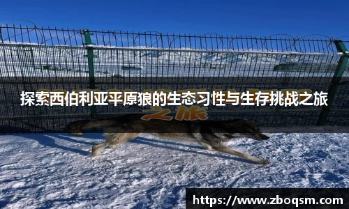 探索西伯利亚平原狼的生态习性与生存挑战之旅